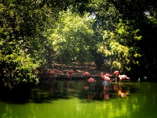Flamingos in the water at the St. Louis Zoo