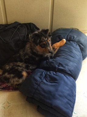 Puppy on sleeping bag
