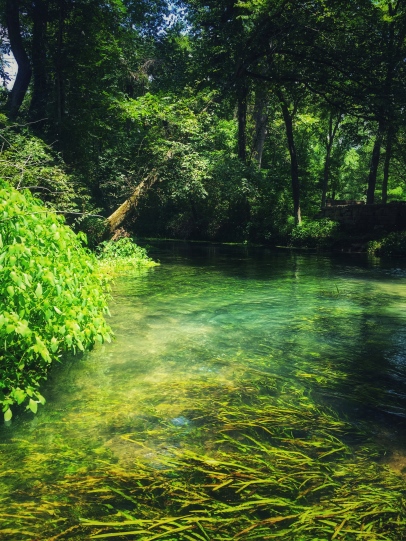 Spring with greenery beneath water level.